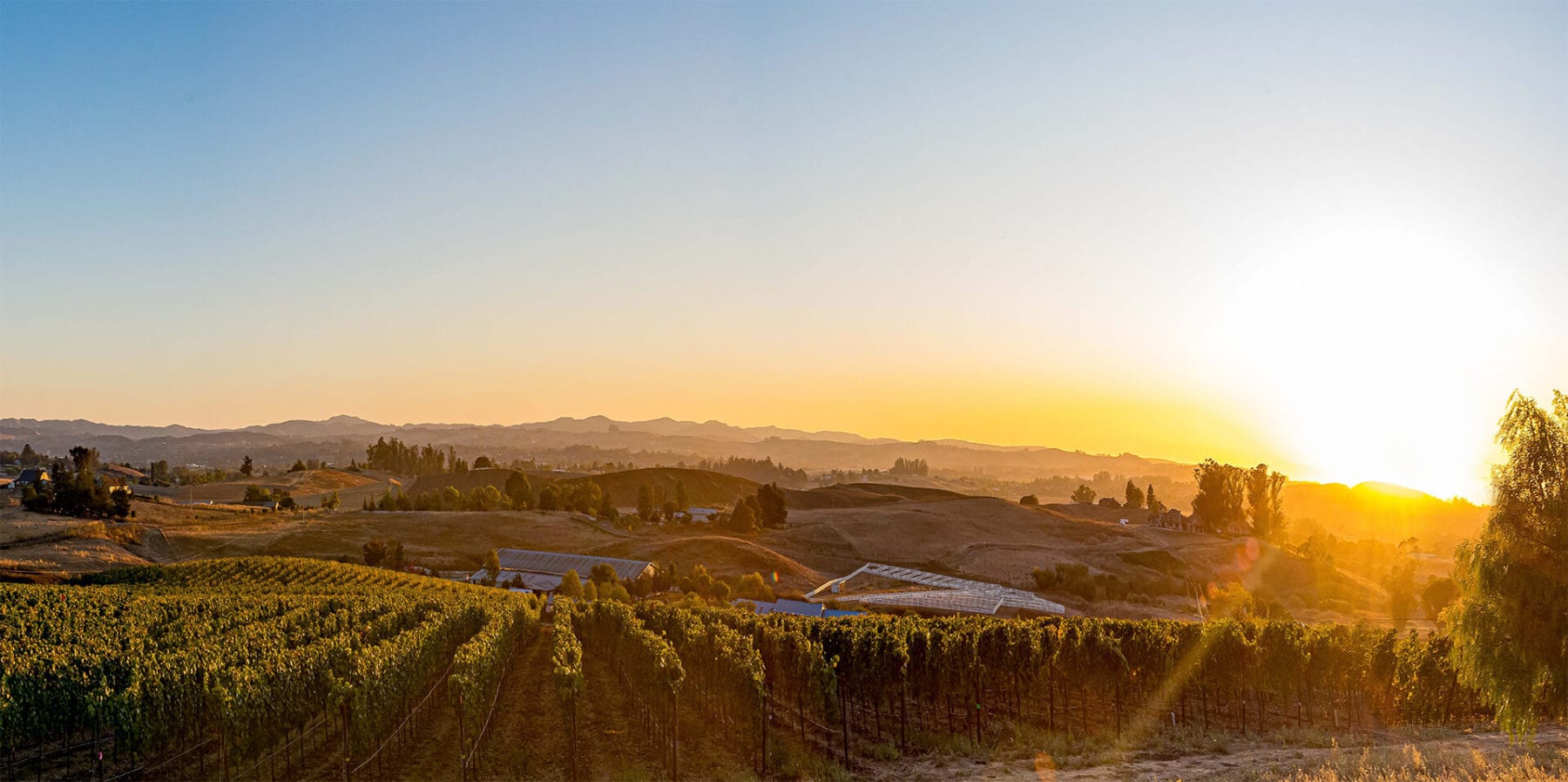 Rows of Pinot Noir vines on the estate at sunset